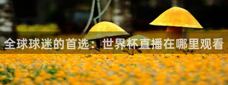 预选赛世界杯:全球球迷的首选:世界杯直播在哪里观看