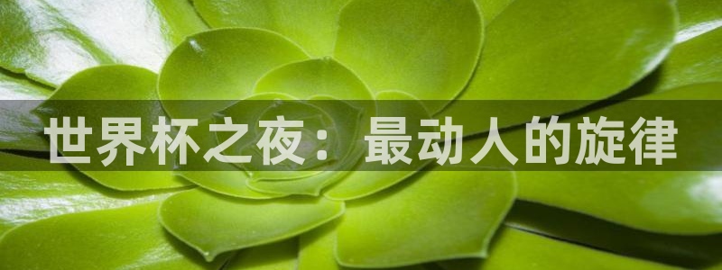 2026世界杯赛:世界杯之夜:最动人的旋律